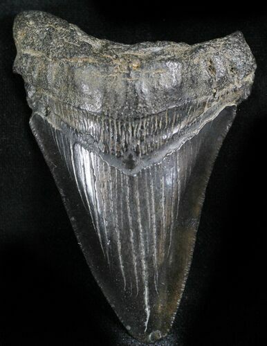 Black Megalodon Tooth - South Carolina #27742